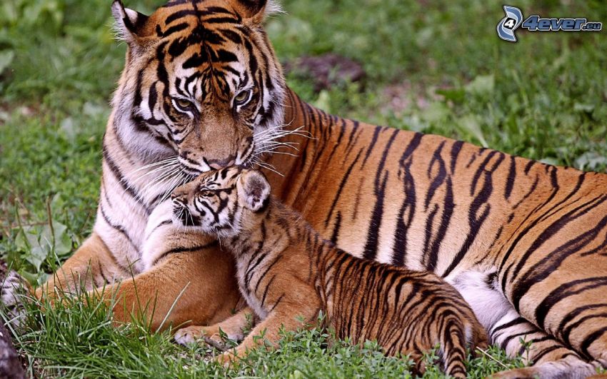 tigers, cub, grass, love
