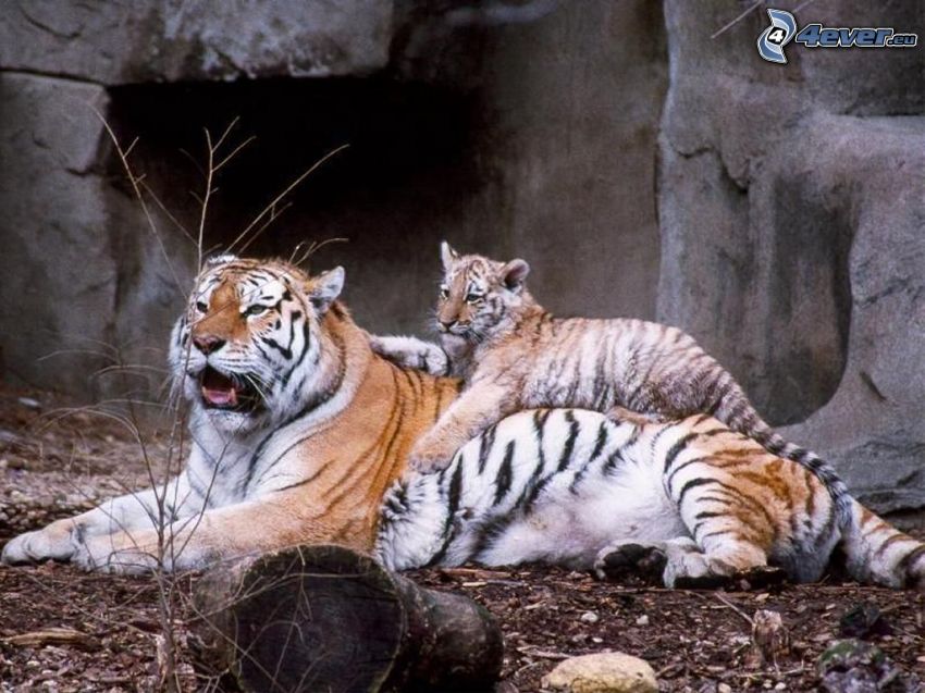tigers, cub, rock