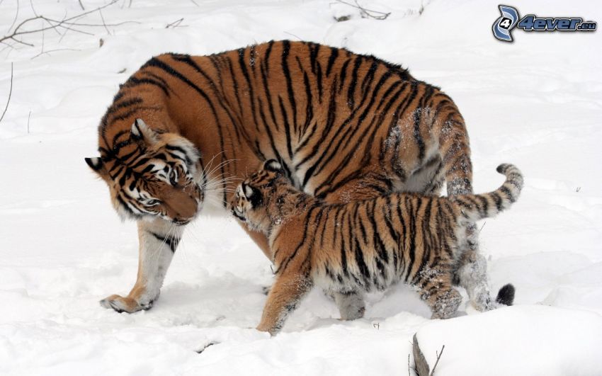 tigers, cub, snow