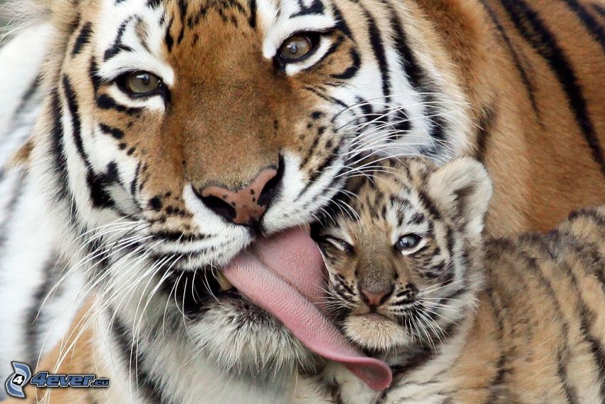 tigers, cub, tongue