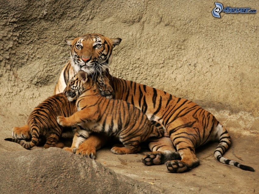 tigers, cubs