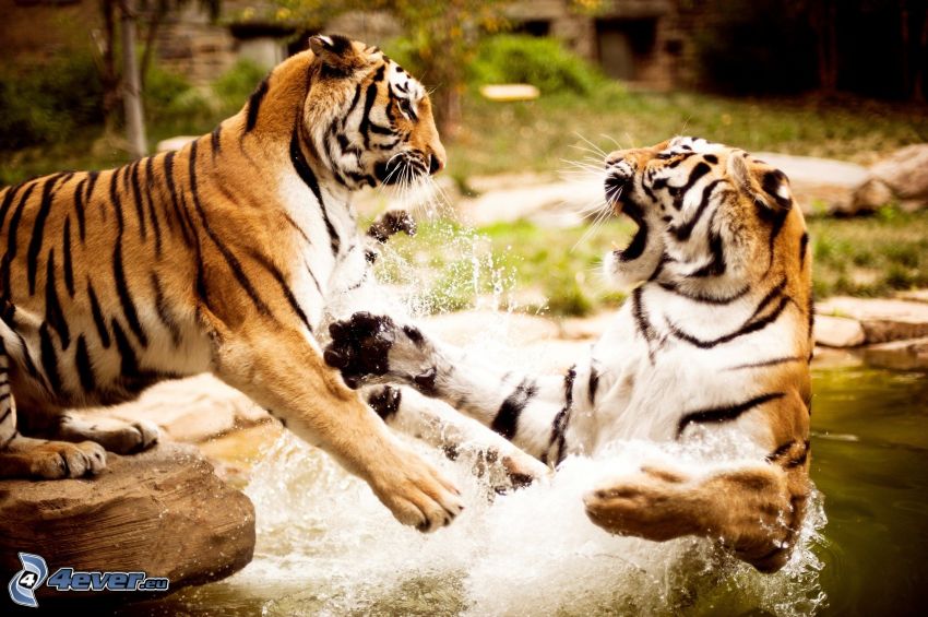 tigers, fight