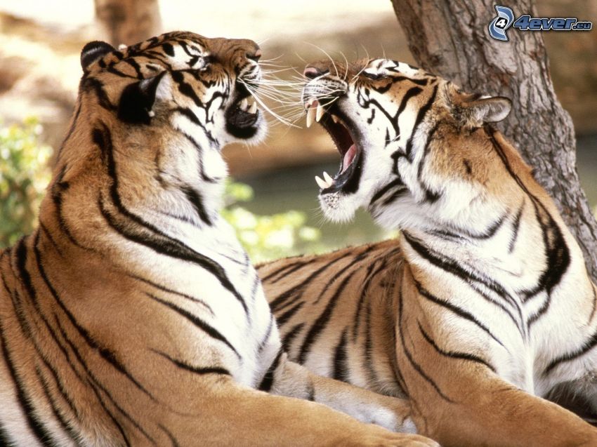tigers, scream