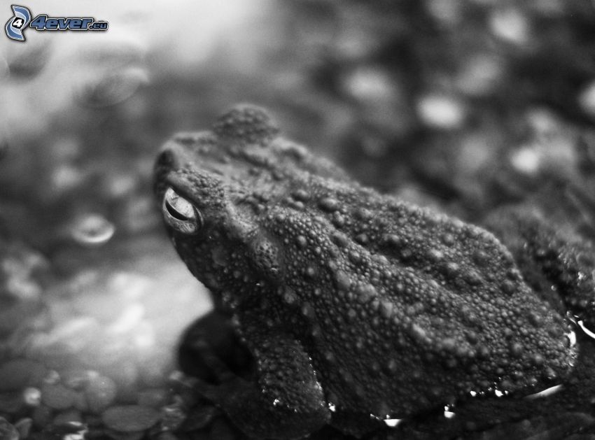toad, black and white