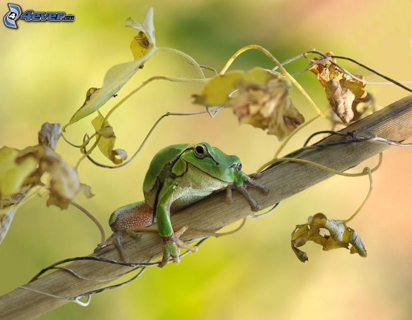 tree-frog, branch