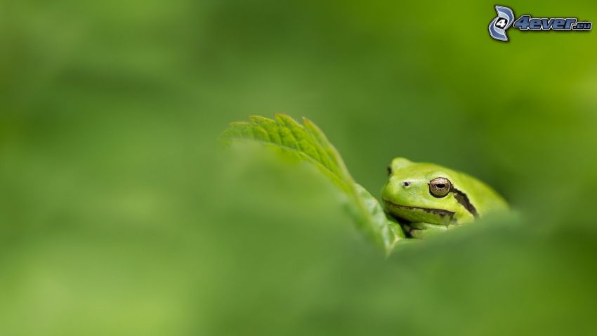 tree-frog, green leaf