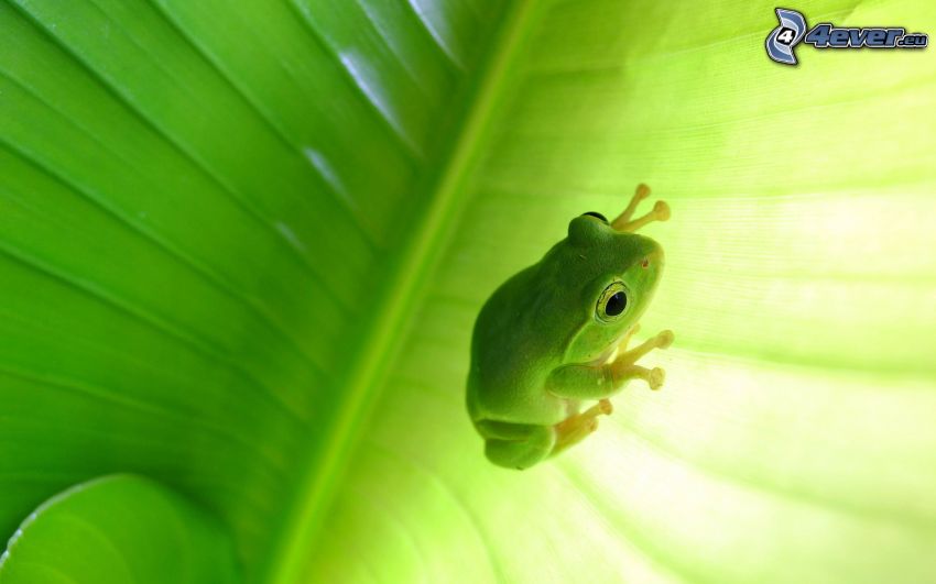 tree-frog, leaf