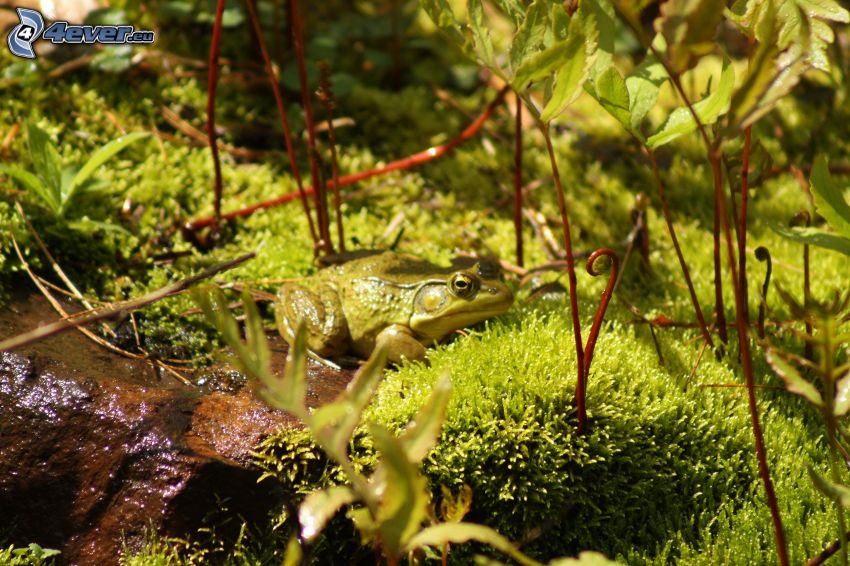 tree-frog, moss, stone, plants