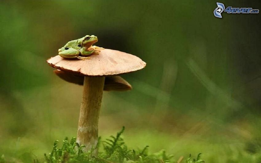 tree-frog, mushroom