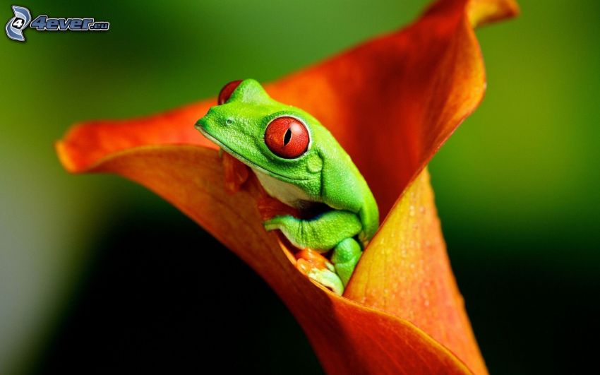 tree-frog, orange flower