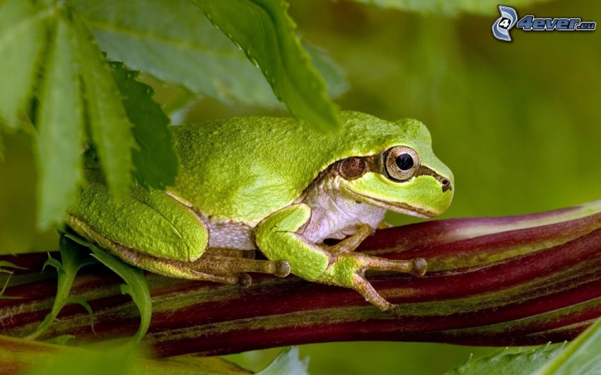 tree-frog, plant