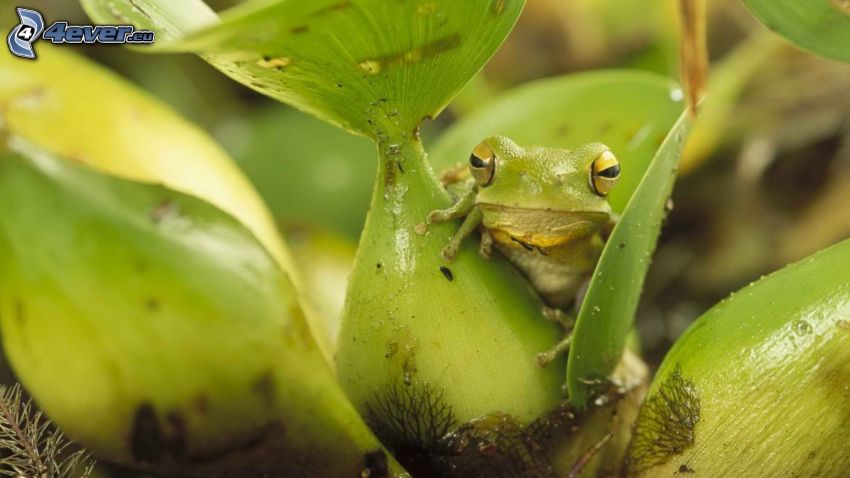 tree-frog, plants