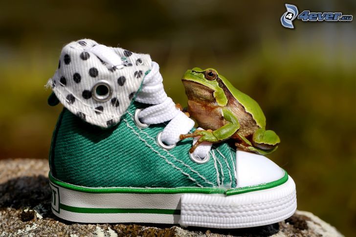 tree-frog, sneaker