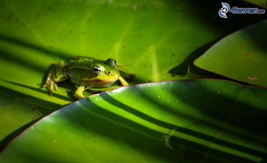 tree-frog, water lilies