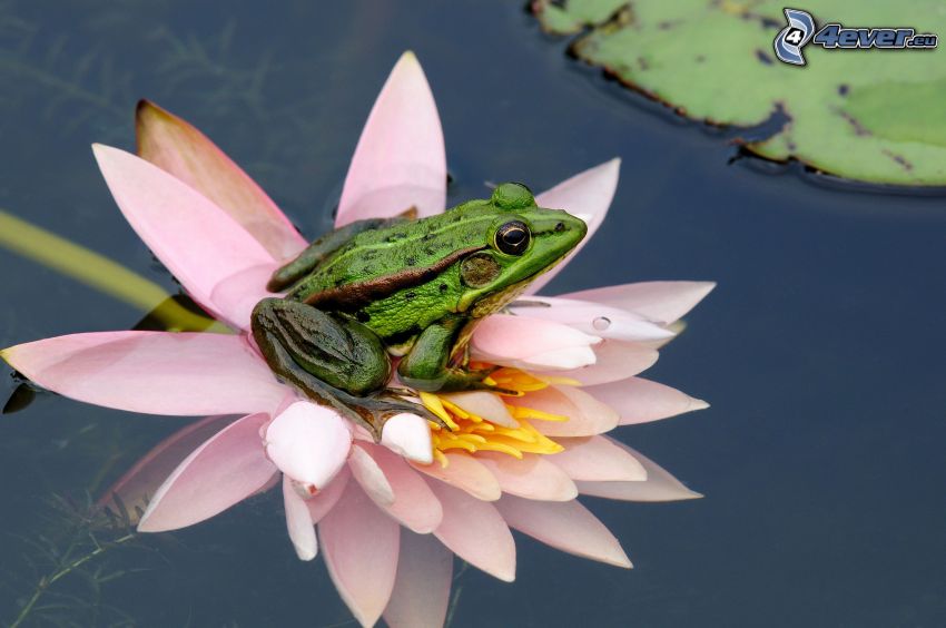 tree-frog, water lily