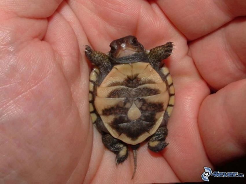 turtle, cub, hand