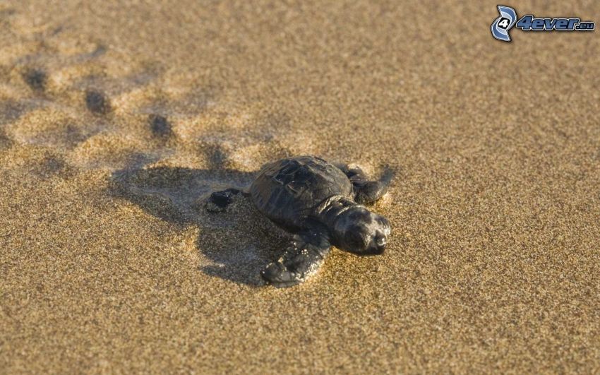 turtle, cub, sand