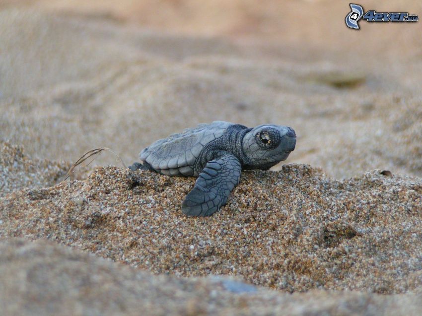 turtle, cub, sand