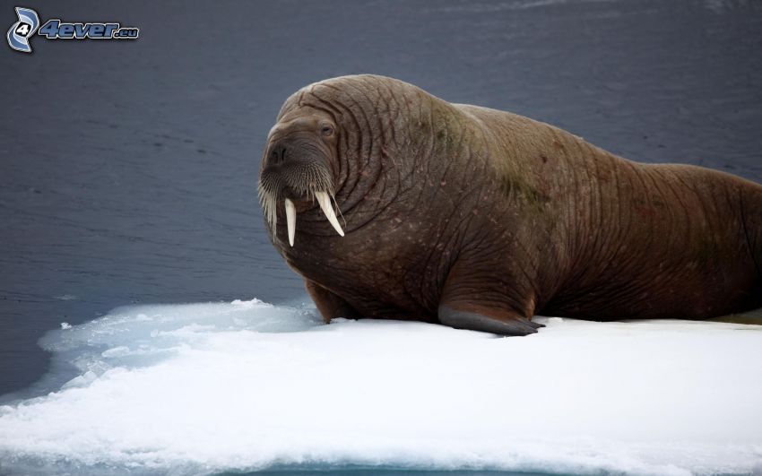 walrus, glacier, sea