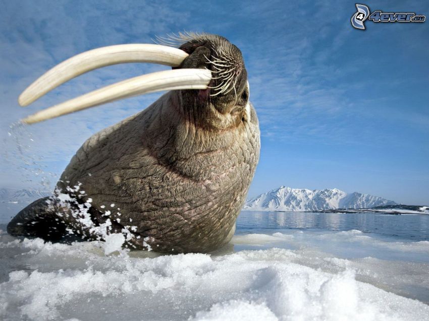 walrus, glacier