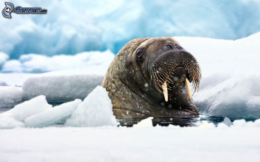 walrus, ice