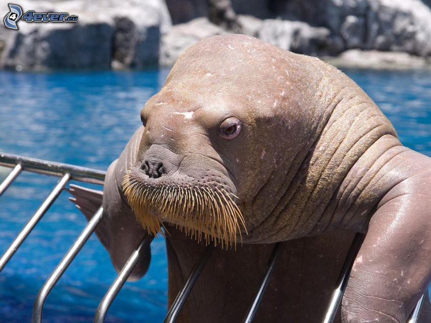 walrus, railing
