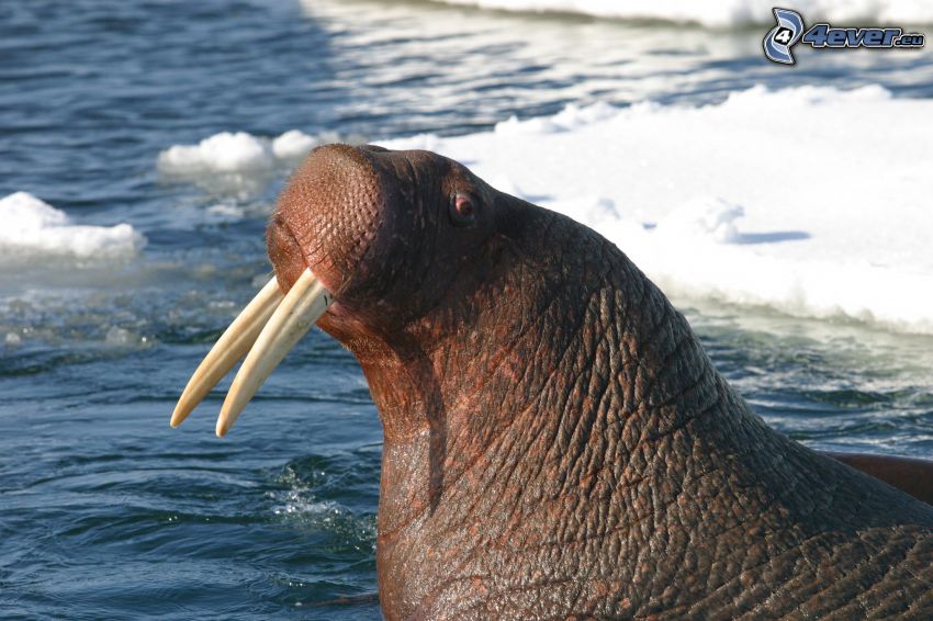 walrus, snow, water