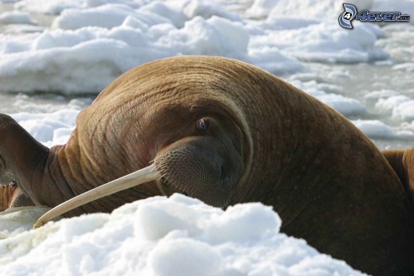 walrus, snow