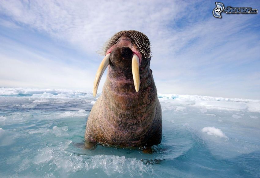 walrus, water, ice floe