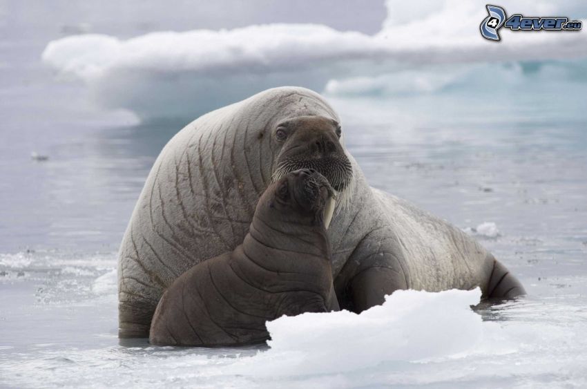 walruses, cub, ice floe