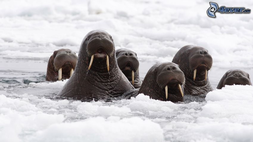 walruses, heads, snow