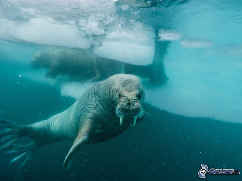 walruses, ice floe, water