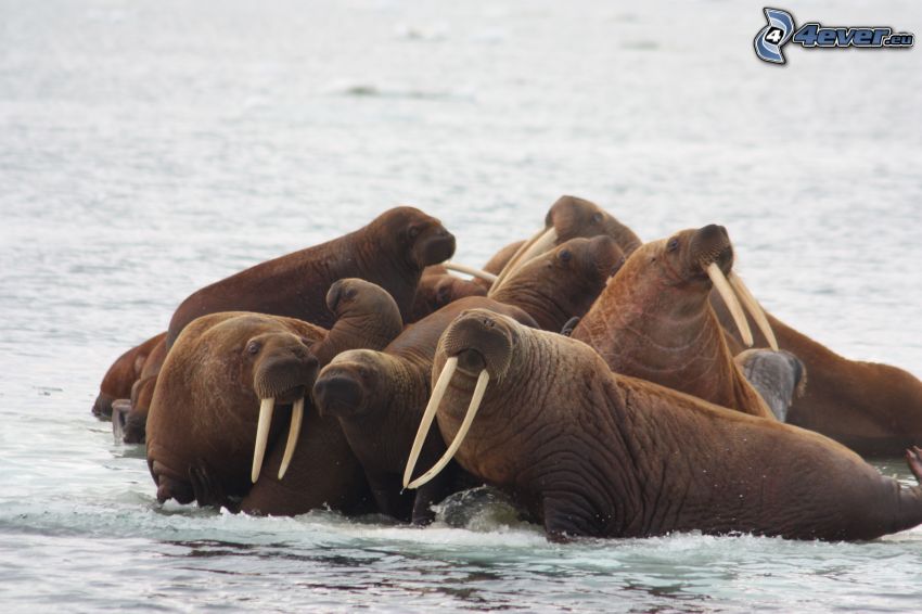 walruses, sea