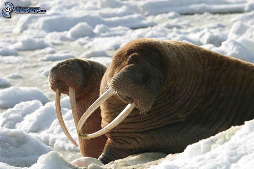 walruses, snow