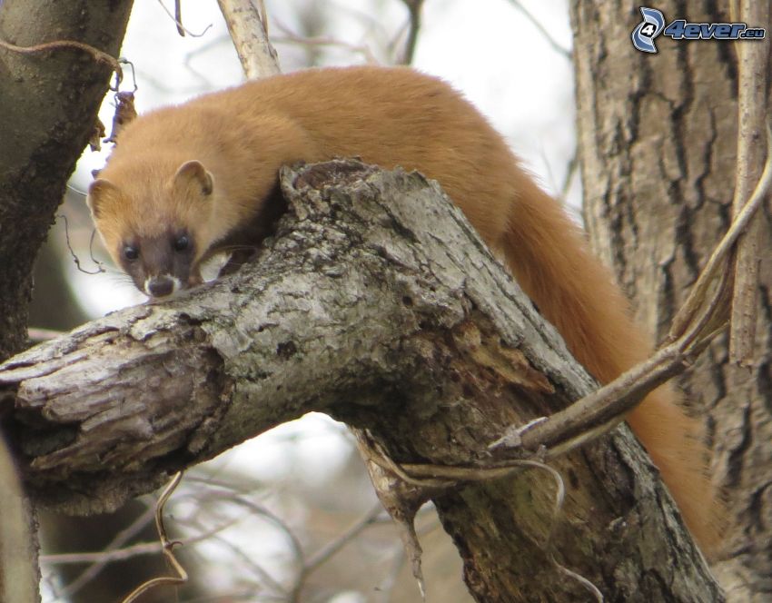 weasel, branches