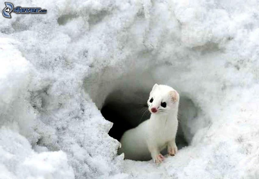 weasel, burrow, snow
