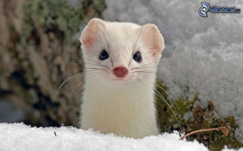 weasel, snow