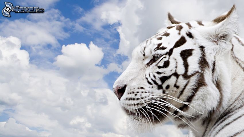 white tiger, clouds