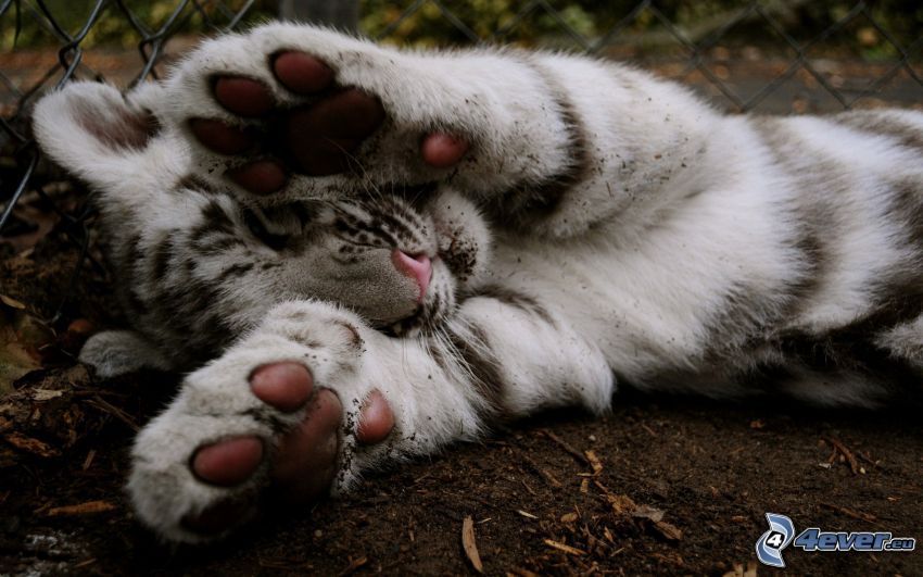 white tiger, cub, paws