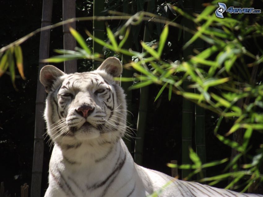 white tiger, look
