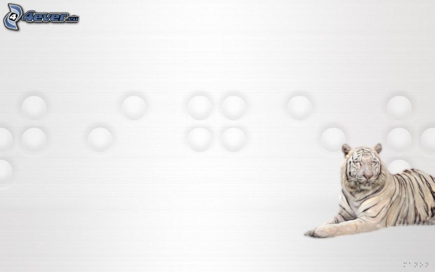 white tiger, white background