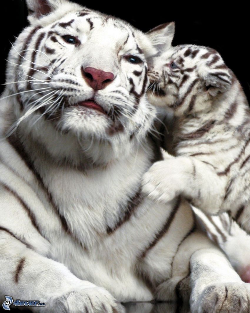 white tigers, cub