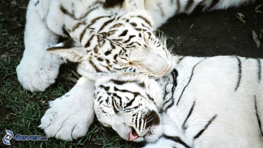 white tigers, sleep