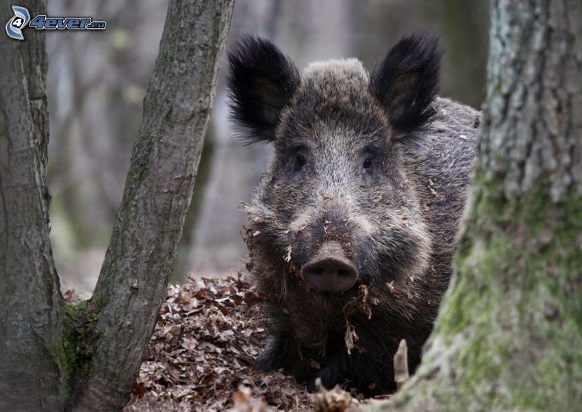 wild boar, logs, fallen leaves