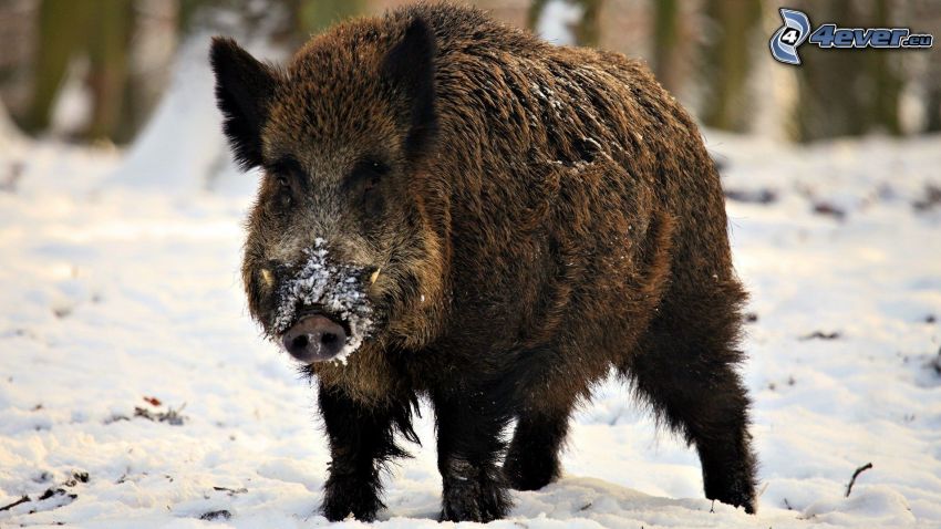 wild boar, snow