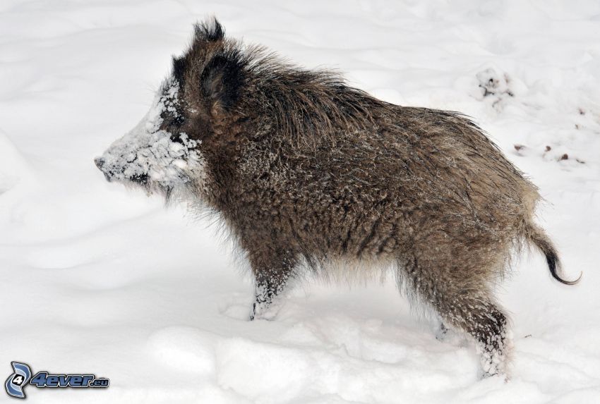 wild boar, snow