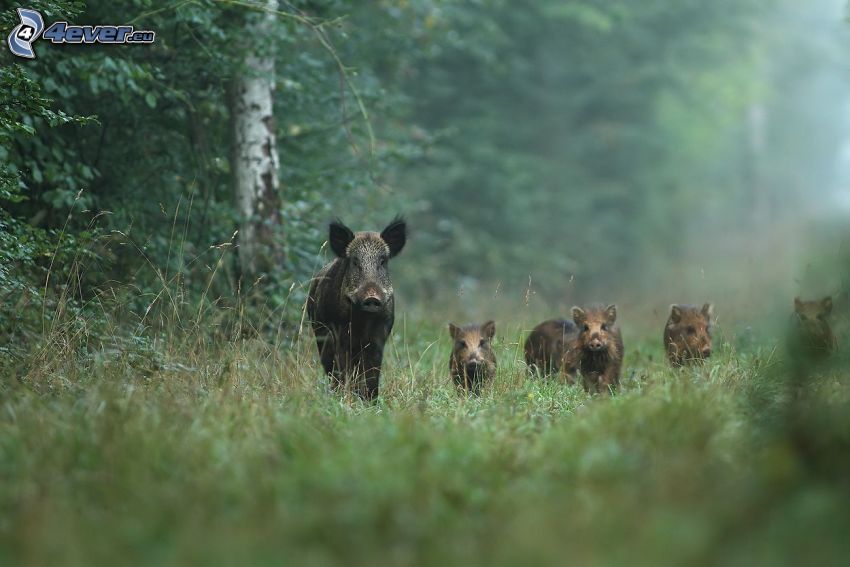 wild boars, cubs, forest