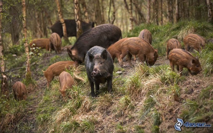 wild boars, cubs