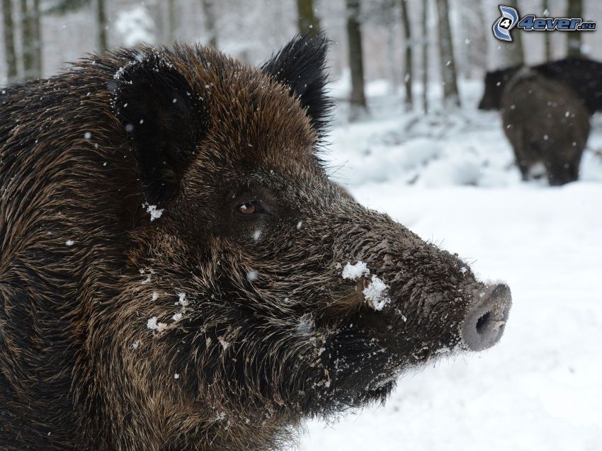wild boars, snow