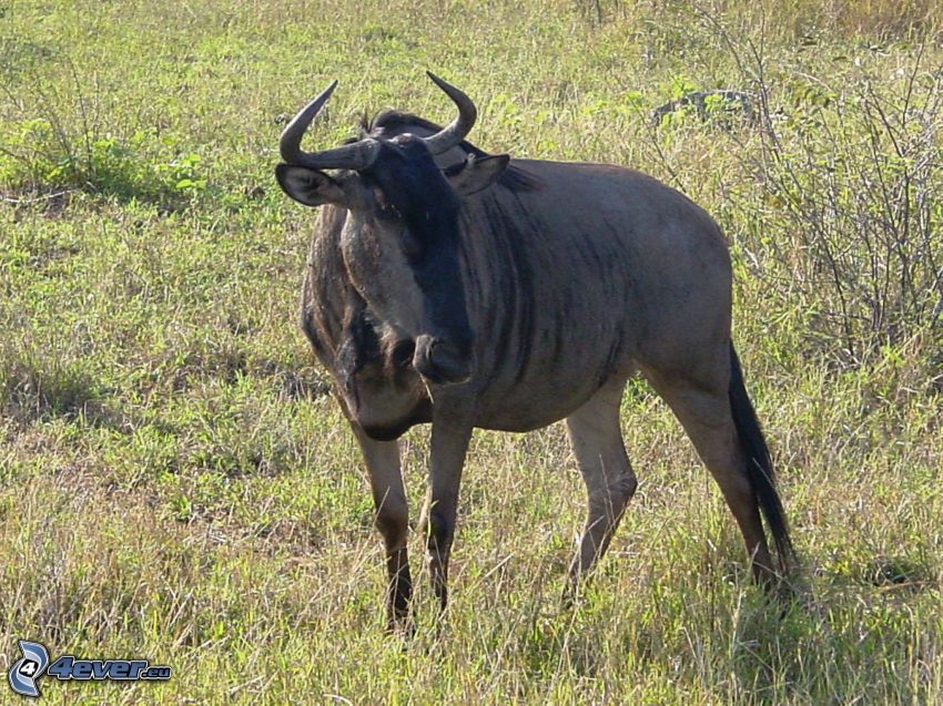 wildebeest, meadow